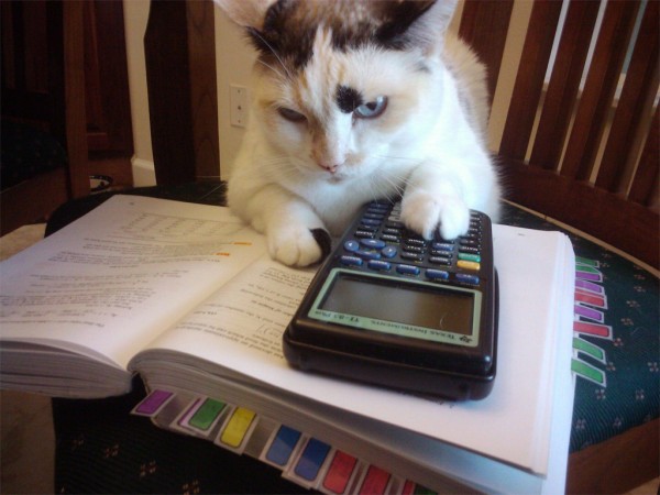 cat_with_calculator-600x450